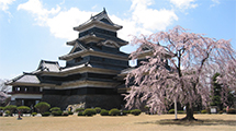 松本城の見所⑧加藤清正駒つなぎの桜